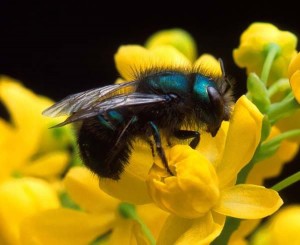 Bee Festive: Celebrate National Pollinator Month